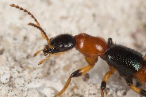 Réf. 243 408 : Paederus littoralis